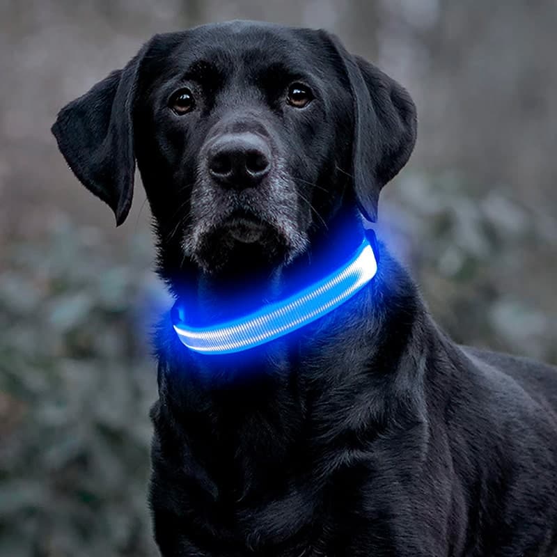 Collar de Luz LED para tu mascota