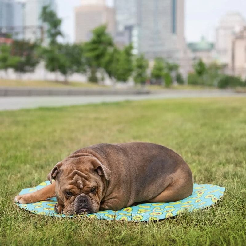 Manta Refrescante Circular Para Mascotas